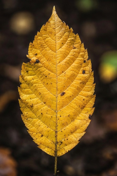 Yellowing leaf